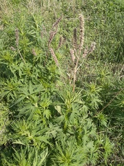 Leonurus glaucescens