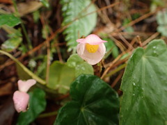 Begonia formosana