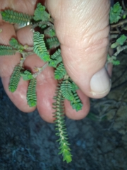 Pimelea