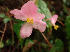 Begonia formosana