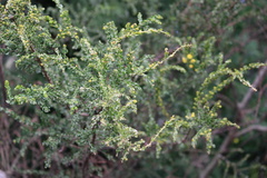 Acacia paradoxa