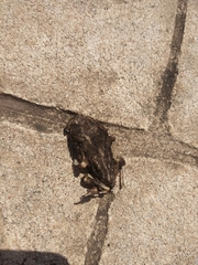 Incilius mazatlanensis