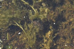 Rana luteiventris