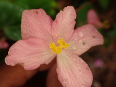 Begonia formosana