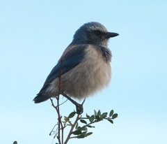Aphelocoma coerulescens