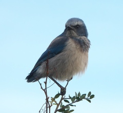 Aphelocoma coerulescens