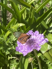 Acraea horta