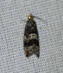 Cydia membrosa