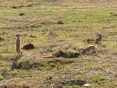 Cynictis penicillata