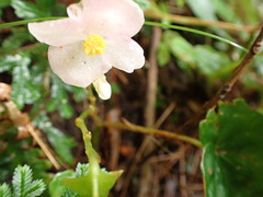 Begonia formosana