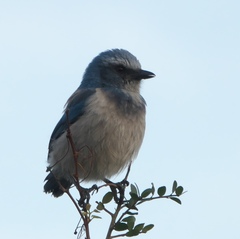 Aphelocoma coerulescens