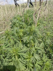 Leonurus glaucescens