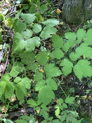 Actaea spicata