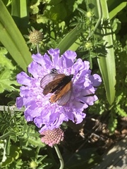 Acraea horta