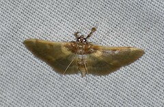Apilocrocis brumalis