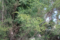 Acacia paradoxa