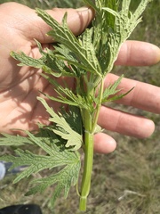 Leonurus glaucescens