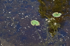 Nuphar polysepala