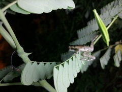 Trachycephalus typhonius