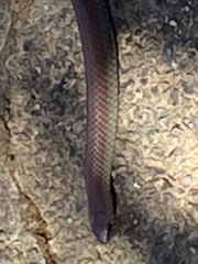 Duberria lutrix