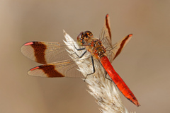 Sympetrum pedemontanum