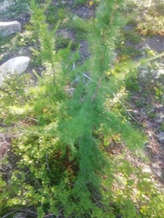 Larix sibirica