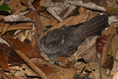 Nyctiphrynus ocellatus