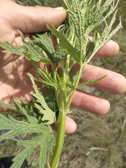 Leonurus glaucescens