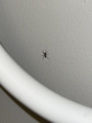 Scotophaeus blackwalli