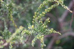 Acacia paradoxa