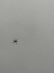 Scotophaeus blackwalli