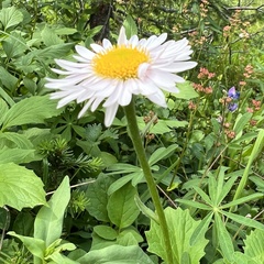 Erigeron glacialis