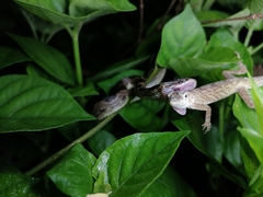 Anolis aeneus