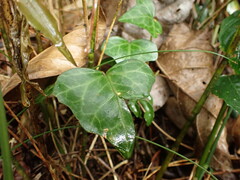 Hedera rhombea