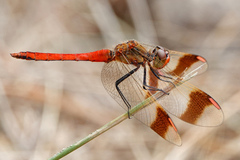 Sympetrum pedemontanum