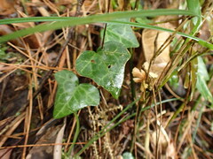 Hedera rhombea