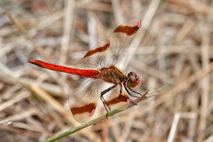 Sympetrum pedemontanum