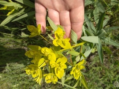 Euphorbia semivillosa
