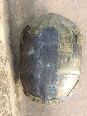 Trachemys ornata
