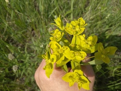 Euphorbia semivillosa