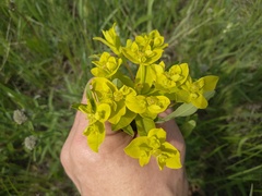 Euphorbia semivillosa