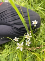 Parnassia fimbriata