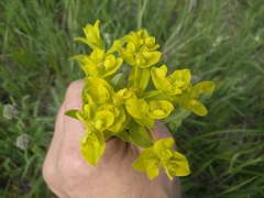Euphorbia semivillosa