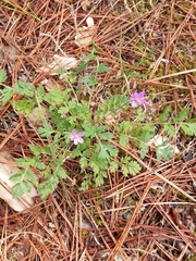 Erodium cicutarium