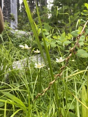 Parnassia fimbriata