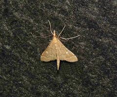 Dolicharthria punctalis