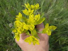 Euphorbia semivillosa