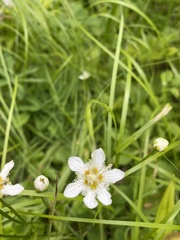 Parnassia fimbriata