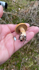 Chalciporus piperatus