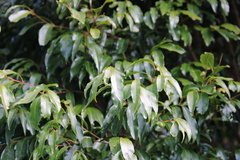 Syzygium smithii